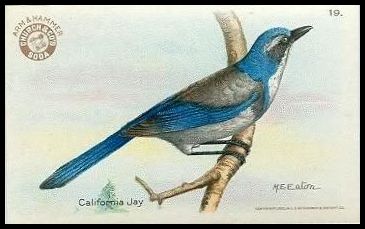 19 California Jay